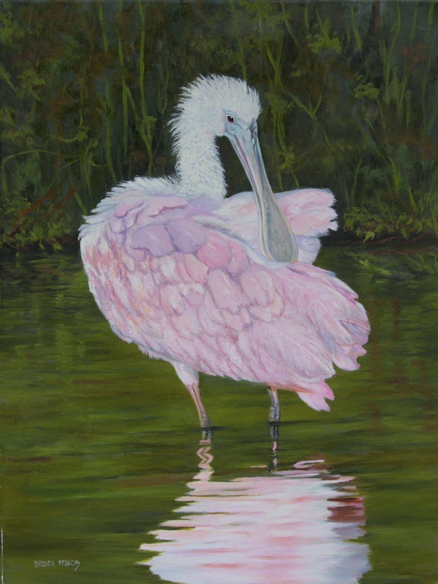 SHADES OF PINK by Brenda Francis  Image: A Juvenile Roseate Spoonbill, fluffing up its feathers