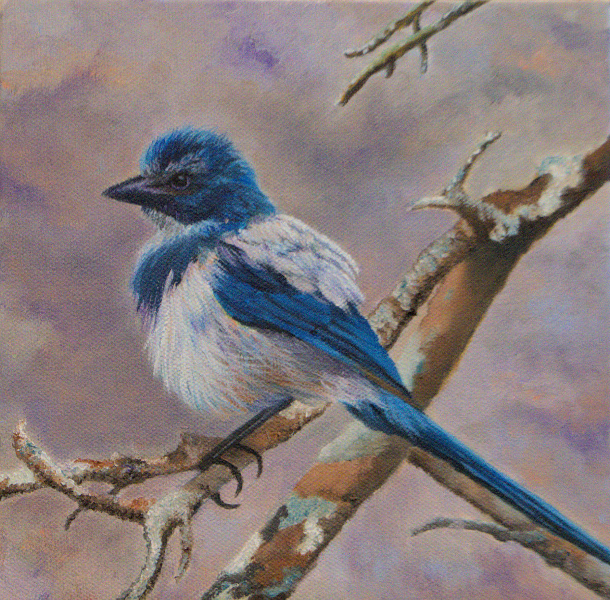 FLUFFY SCRUB JAY by Brenda Francis, Image 1.
