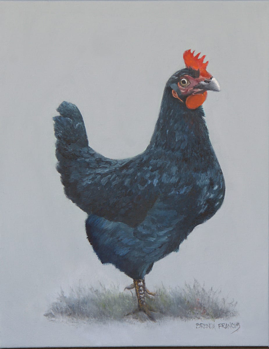 HEI HEI by Brenda Francis  Image: Love these chickens!  This one is a hen.