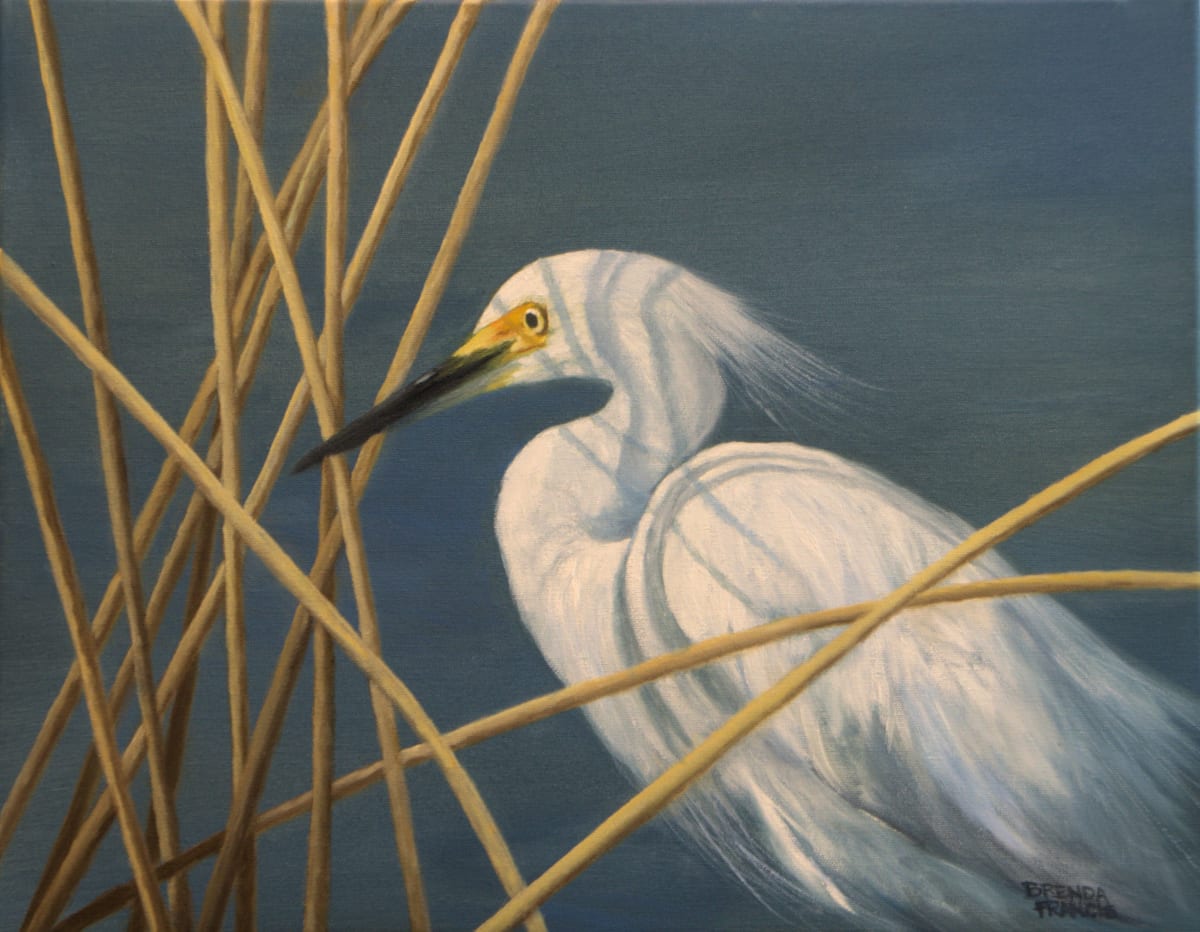 HIDING  Image: Snovy Egret behind reeds