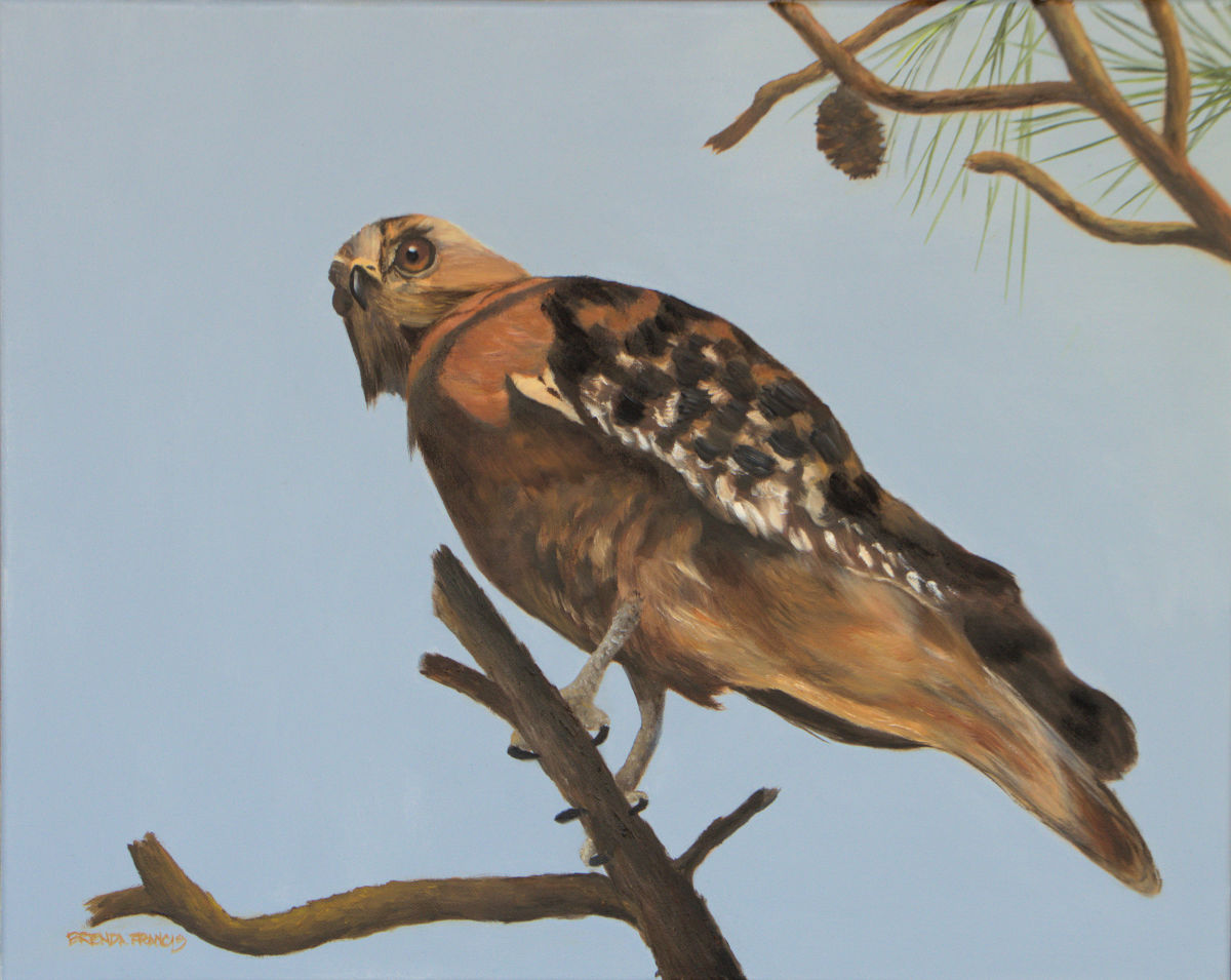 HUNGRY EYES by Brenda Francis  Image: There's a reason for the term "Hawk Eyes"