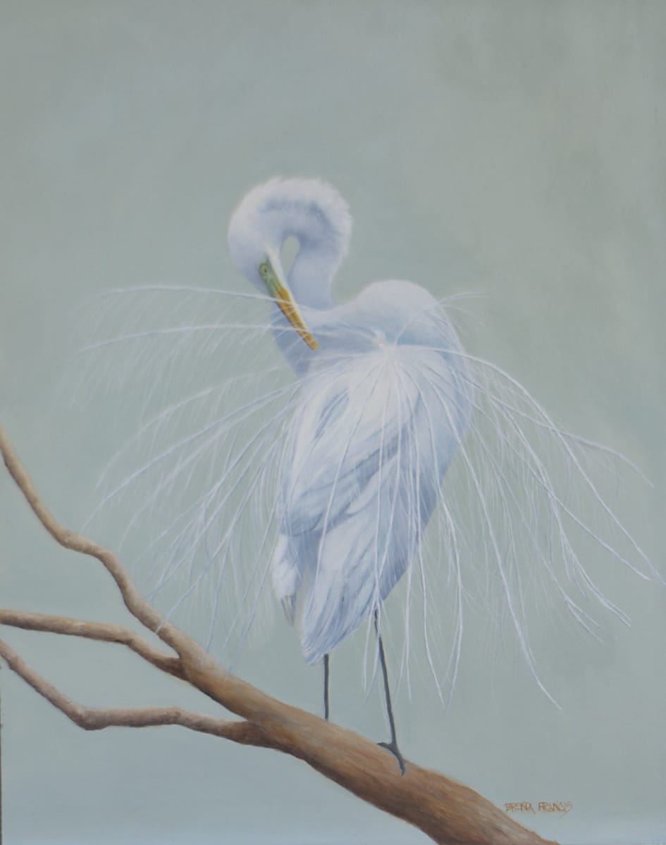 IN ALL HER SPLENDOR by Brenda Francis  Image: A Great White Egret showing off her breeding plumage.