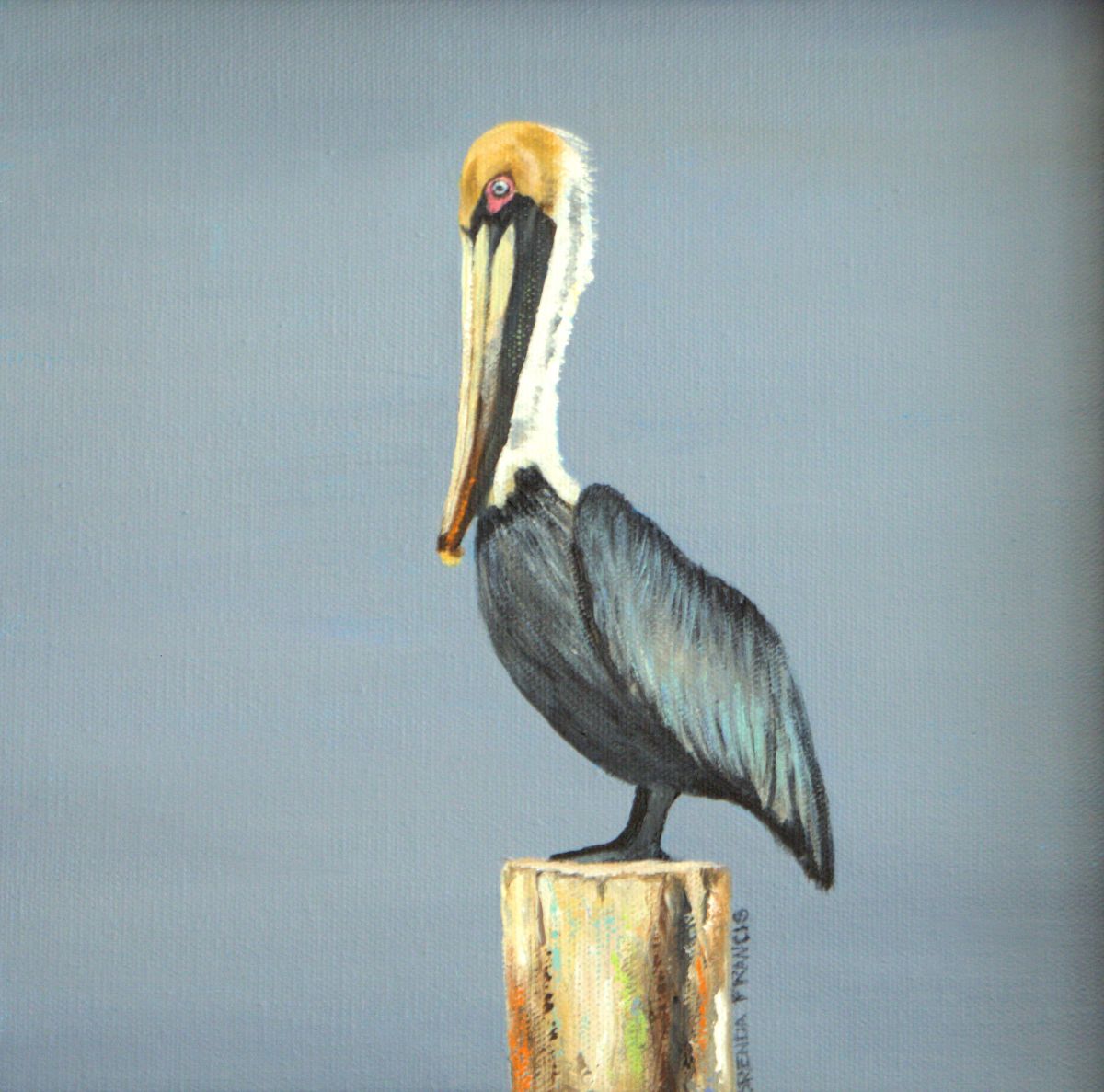 PELICAN 4 by Brenda Francis 