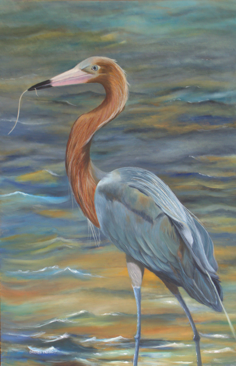 A REDDISH EGRET by Brenda Francis  Image: A Reddish Egret, one of the most enjoyable birds to watch fish.  They make me think of Lucille Ball stomping grapes.
