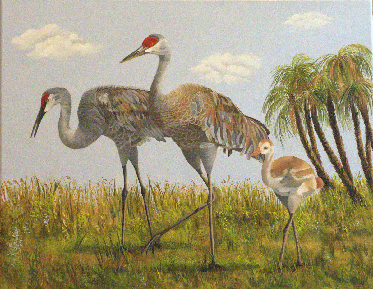 SANDHILL FAMILY  Image: Sandhill Cranes in Florida