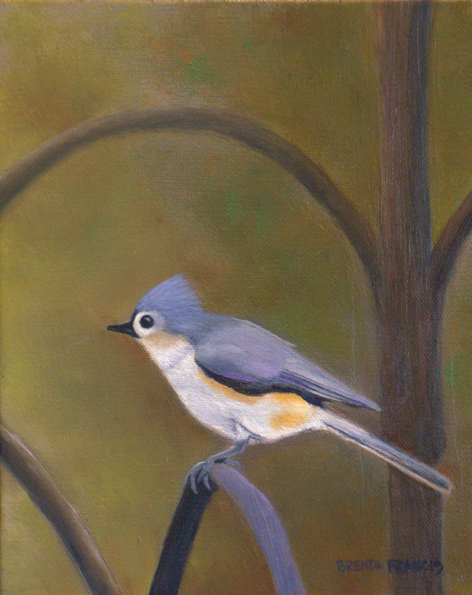 TUFT - Tufted Titmouse by Brenda Francis 