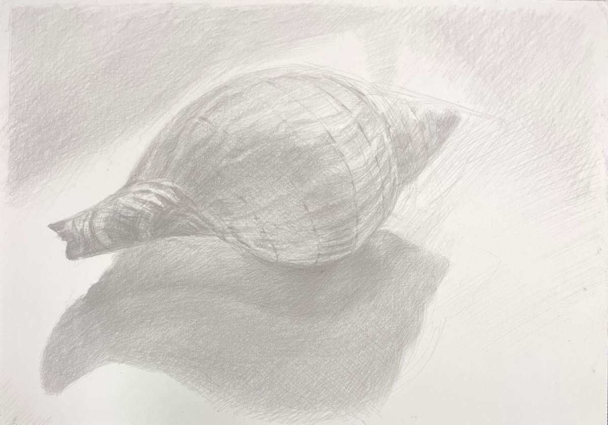 Tulip Shell, Sanibel by Monica Dix 