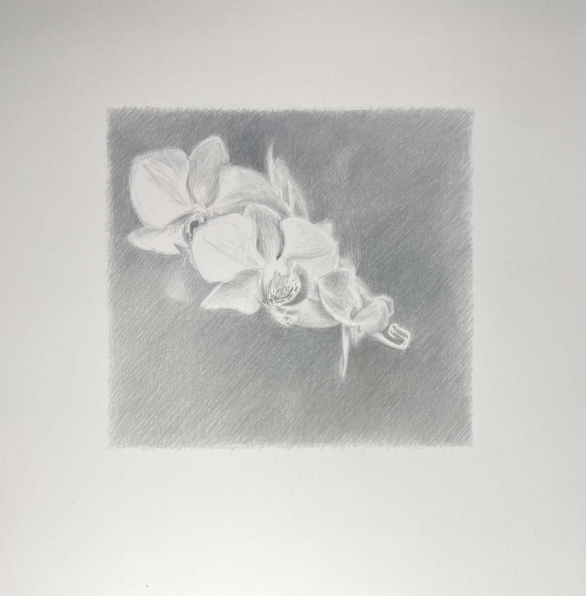 Moth Orchids at Midnight by Monica Dix 