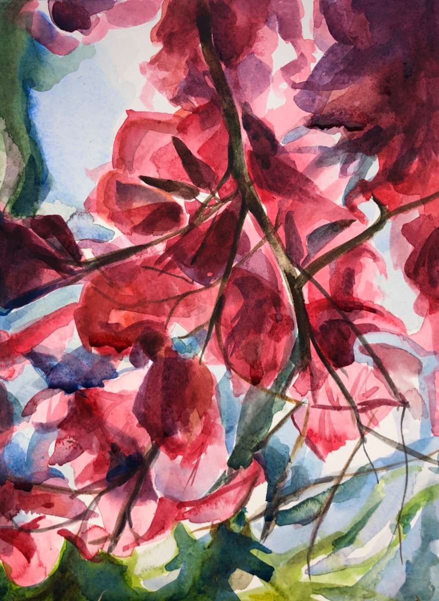 Bougainvillea by Monica Dix 