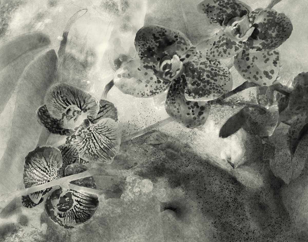 Orchids at Dusk by Monica Dix 