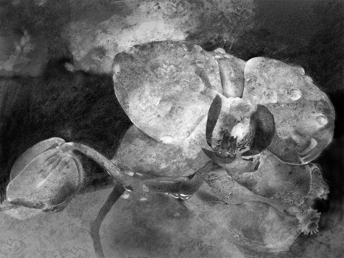 Moth Orchid at Dusk by Monica Dix 