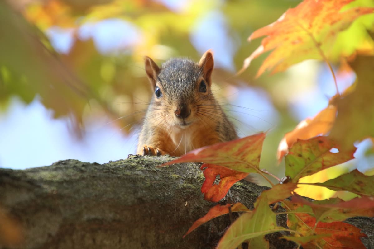 First Autumn (November 18th, 2019) by Corey Seeman 