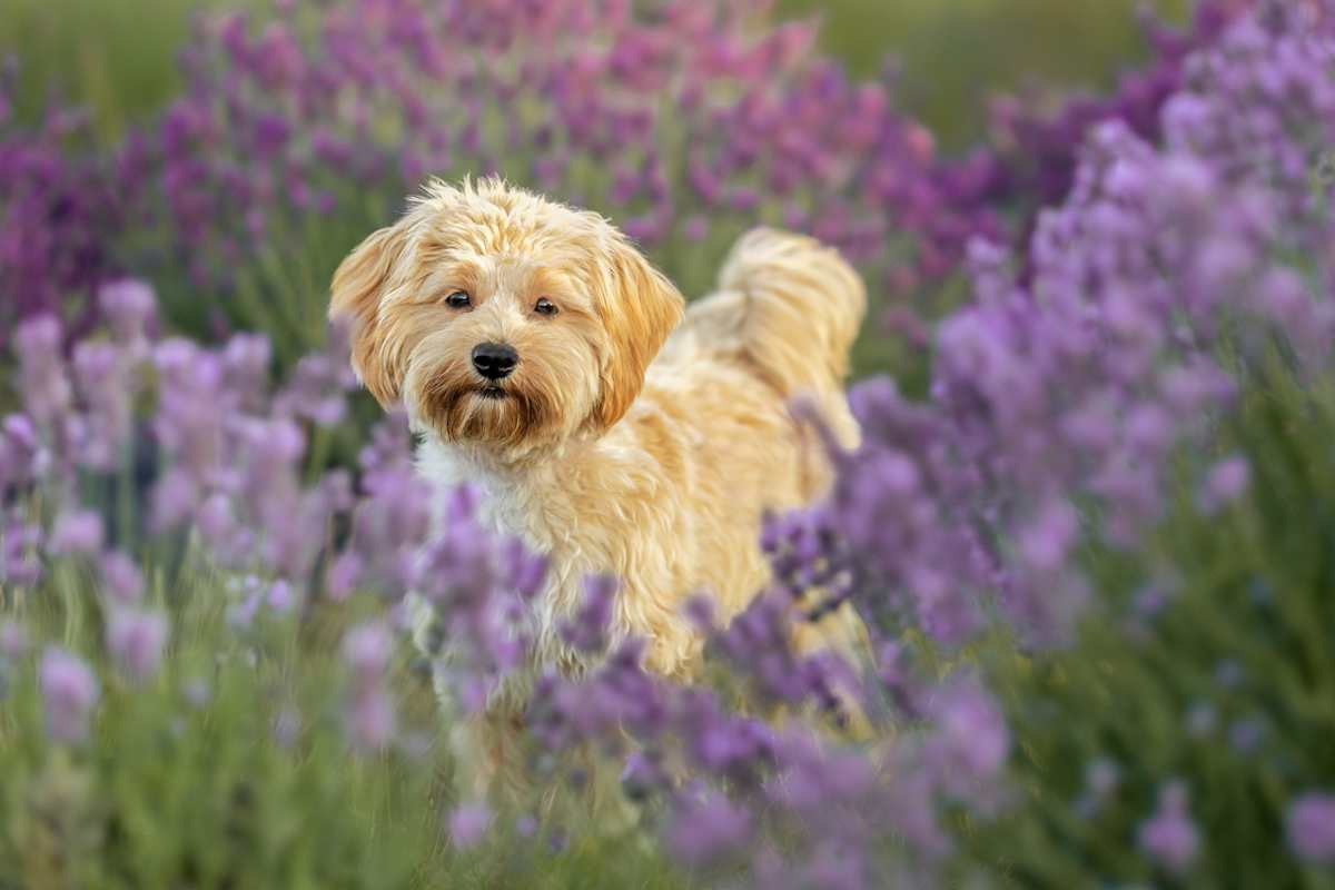 Amidst the Lavender by Jennifer McCallum, Image 1.
