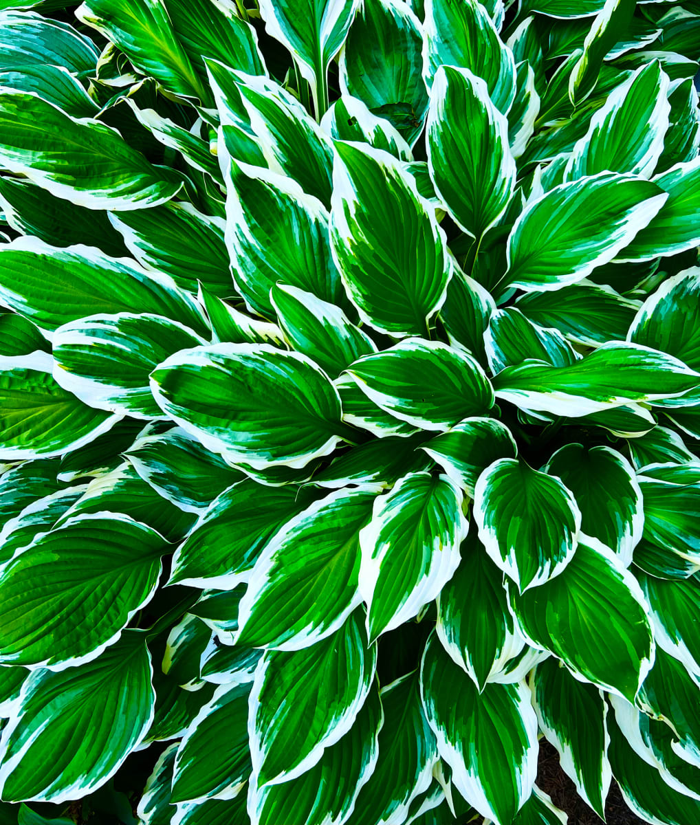 Hosta by Kathleen M. Woods Ignatoski 