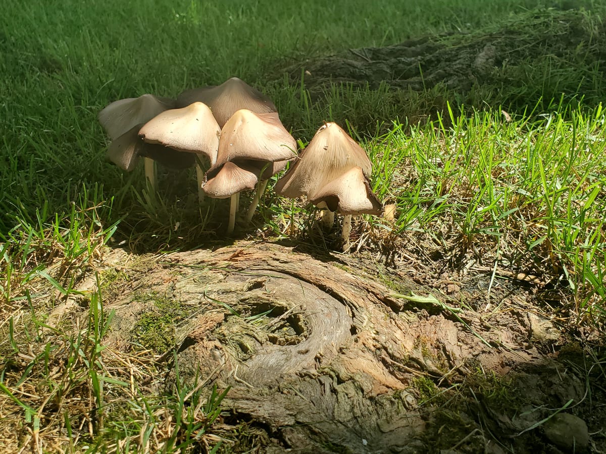 Enchanting Mushrooms by Laura Kreklau 