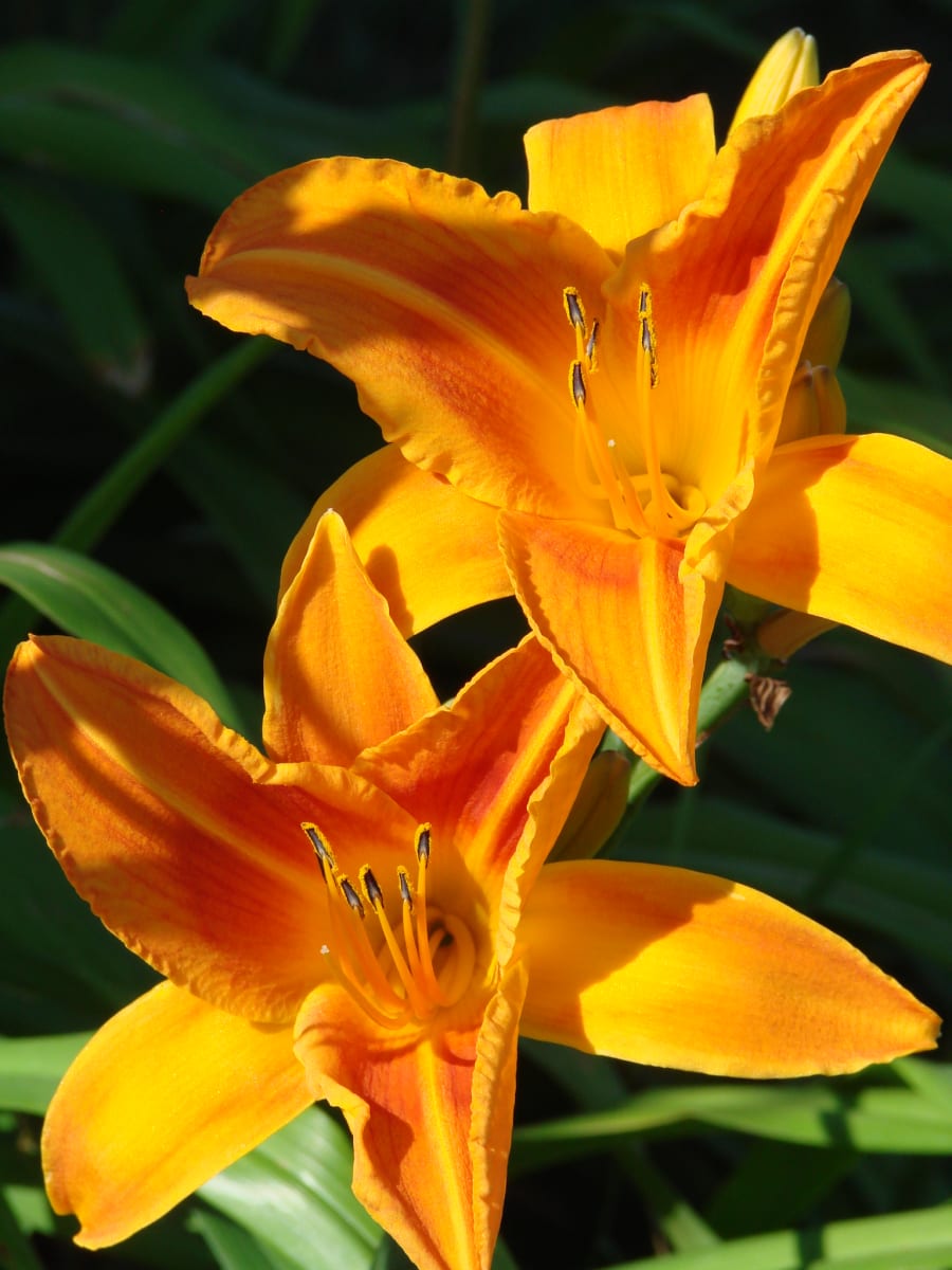 Open Wide! by April Malis 