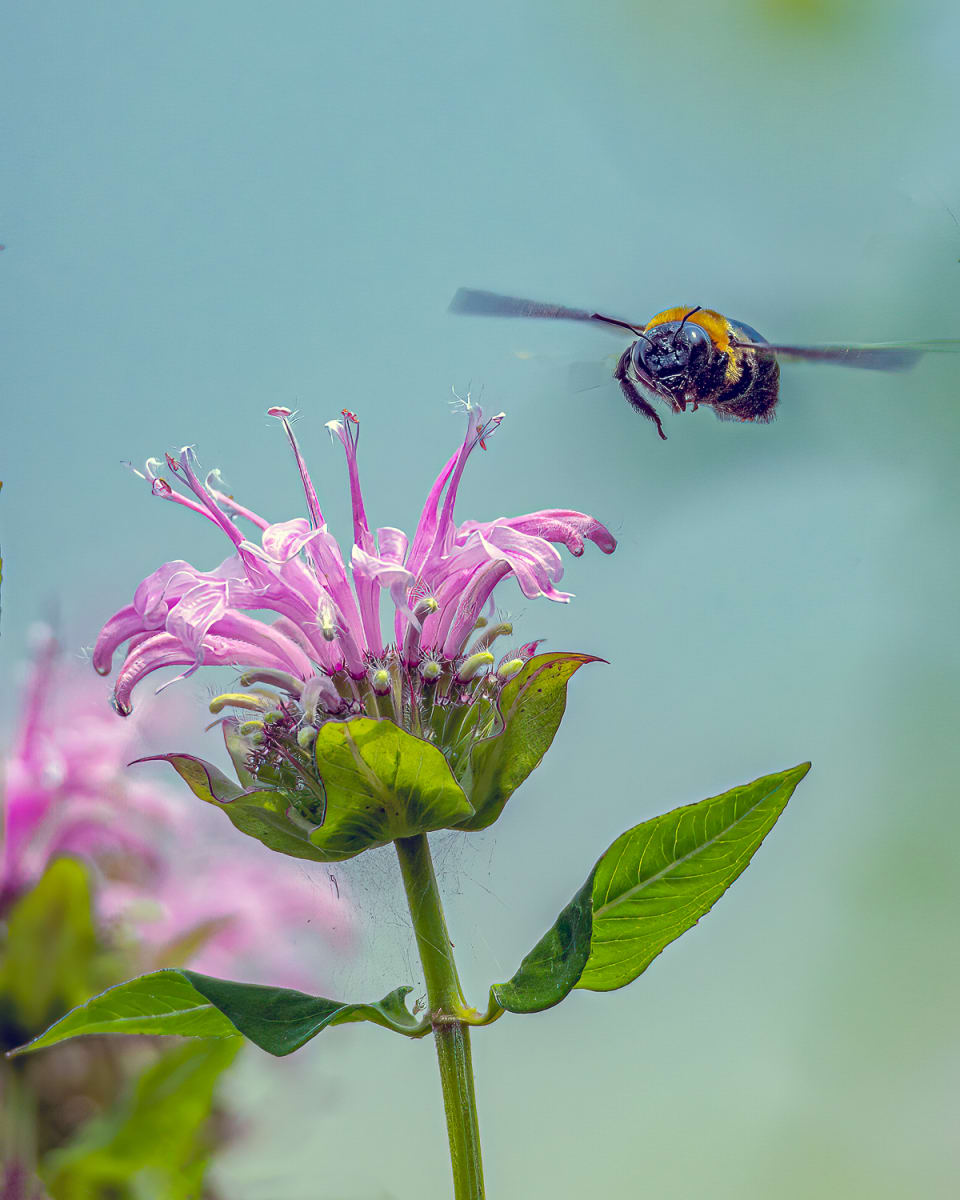Bee Pollinator by Jamie Feldman 