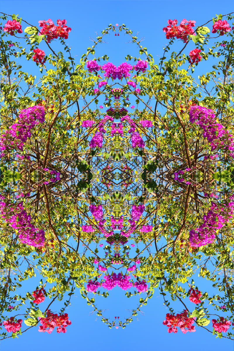 Flower Circus II by Jonathan Brooks 