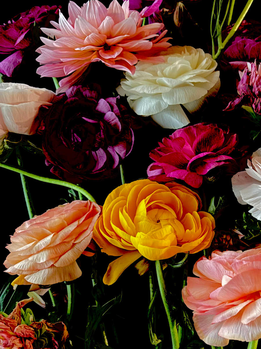 Lit Up Yellow Ranunculus by Naz Edwards, Image 1.