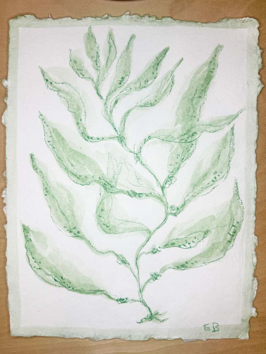 Green Sea Kelp No. 1 by Elizabeth Bernheisel, Image 1.