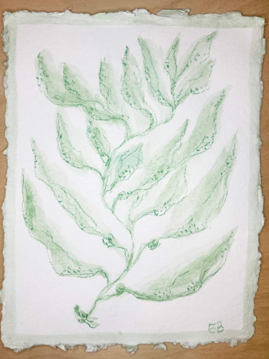 Green Sea Kelp No. 2 by Elizabeth Bernheisel, Image 2.