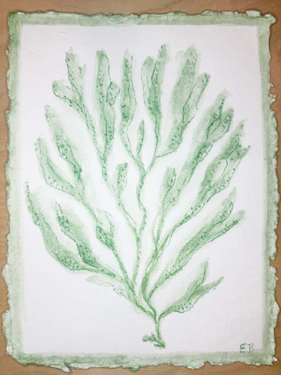 Green Sea Kelp No. 3 by Elizabeth Bernheisel 