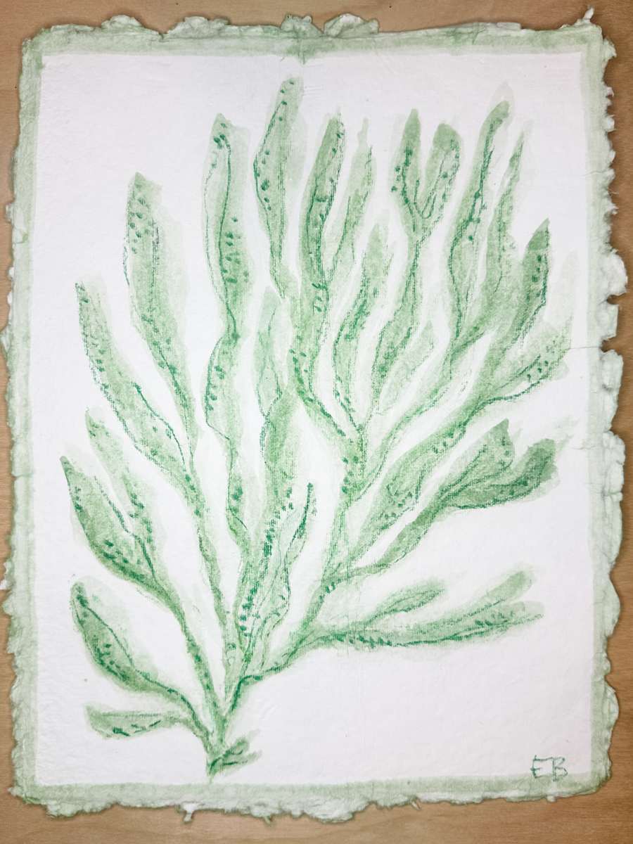 Green Sea Kelp No. 4 by Elizabeth Bernheisel, Image 2.