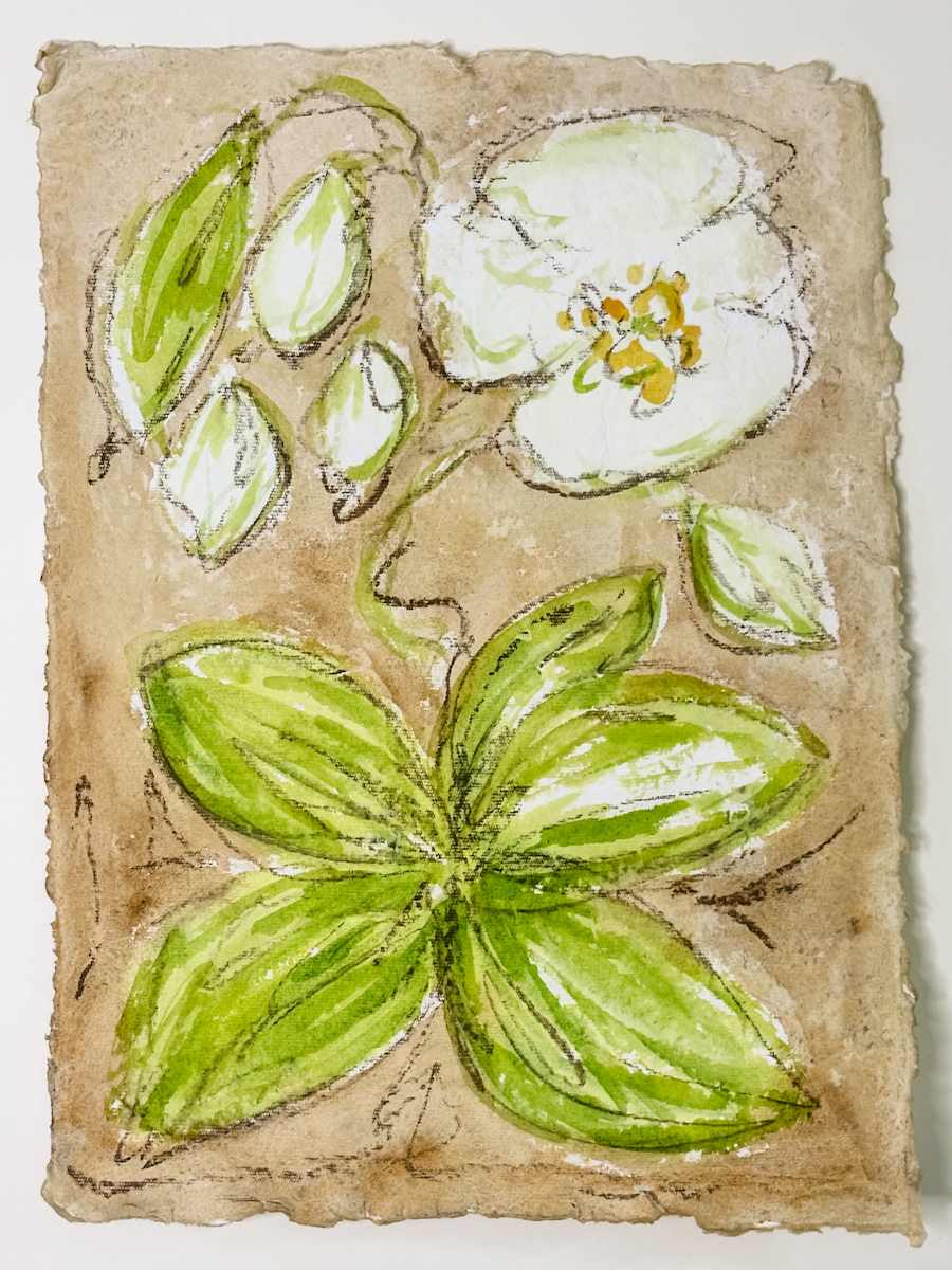 Wild Orchid on Sepia No 1 by Elizabeth Bernheisel, Image 1.