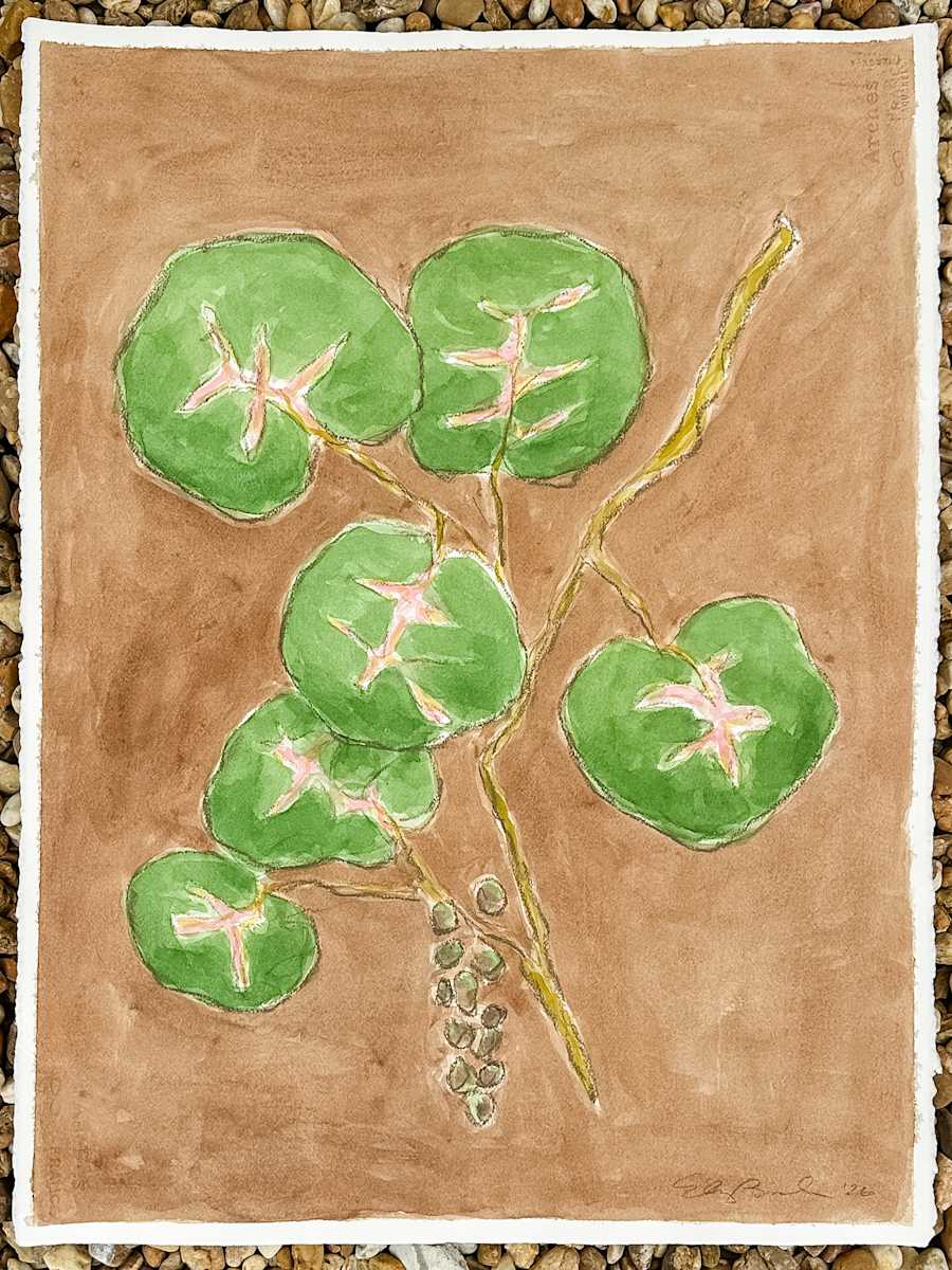Sea Grape on Brown No. 1 by Elizabeth Bernheisel, Image 1.