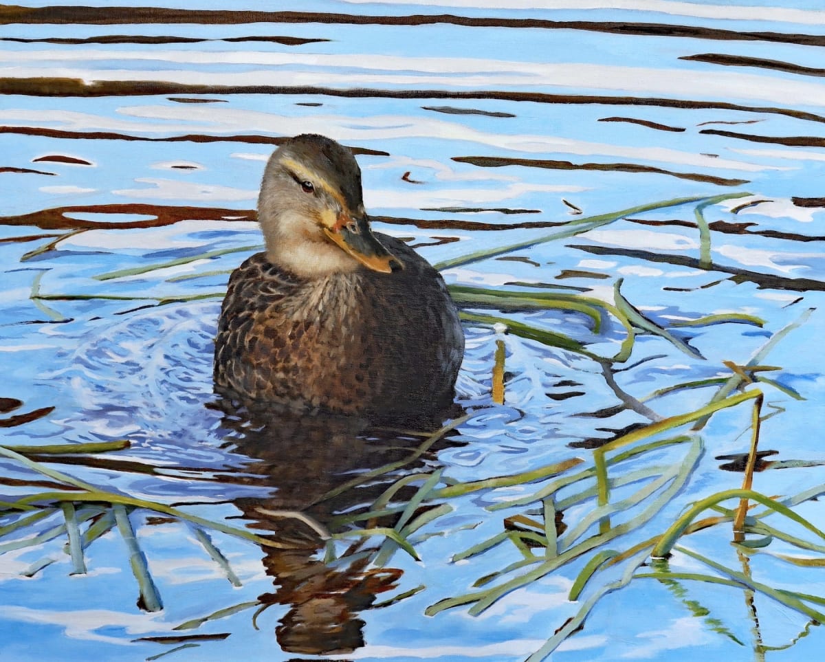 Wetland Dabbler, Gadwall by Julie Gowing Hayes 
