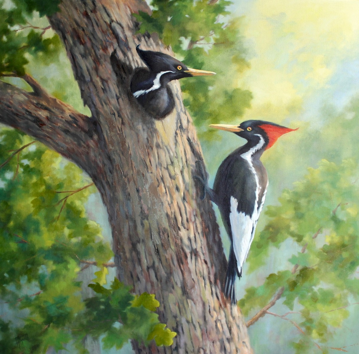 Ivory Billed Woodpeckers, a Rare Sight by Julie Gowing Hayes 