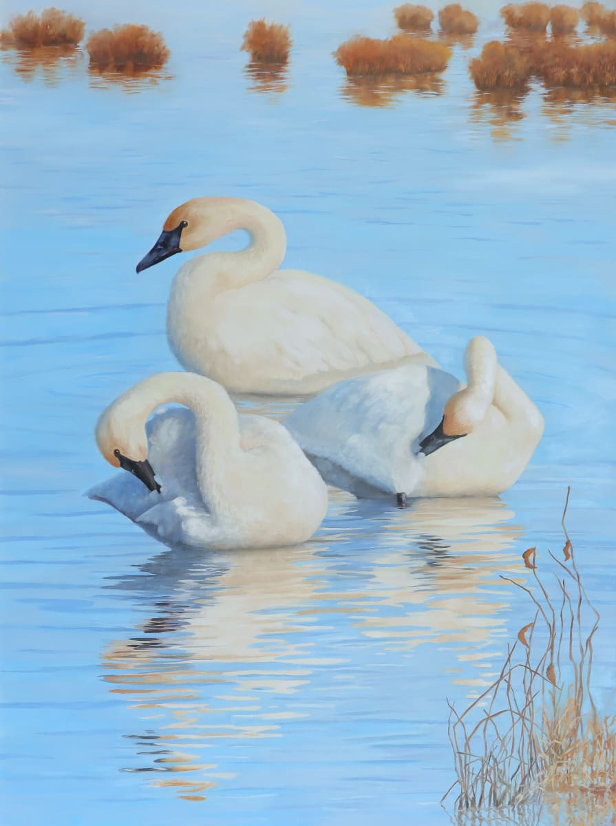 Three Graces, Trumpeter Swans by Julie Gowing Hayes 