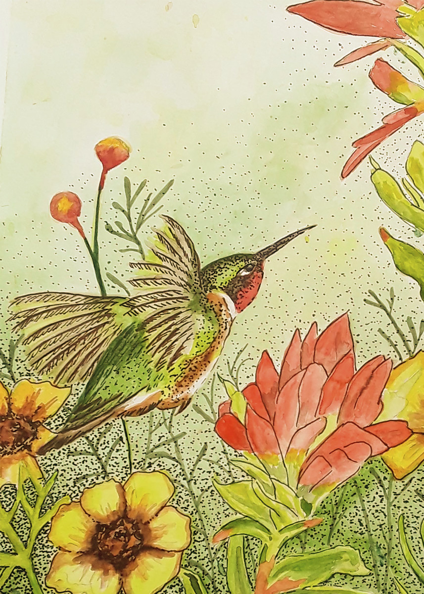 Hummingbird by Cherie Shannon 