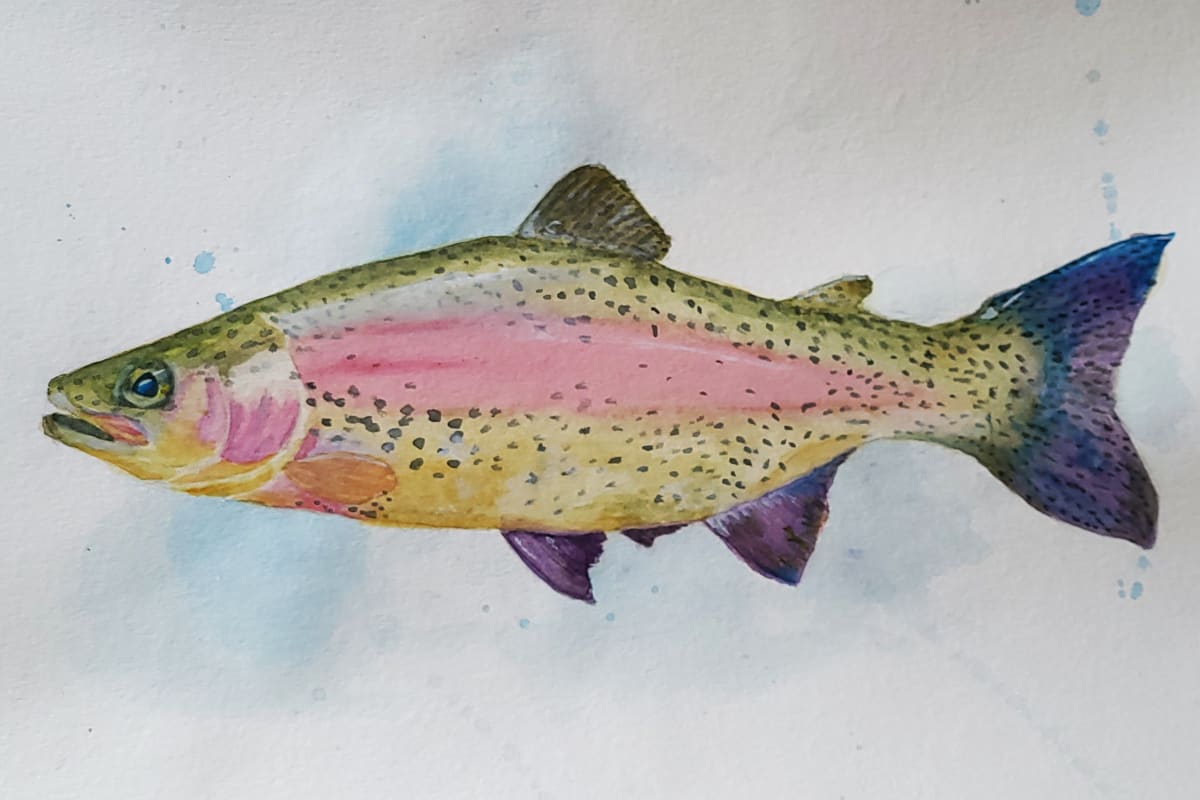 Rainbow Trout by Cheryl Dinsdale 