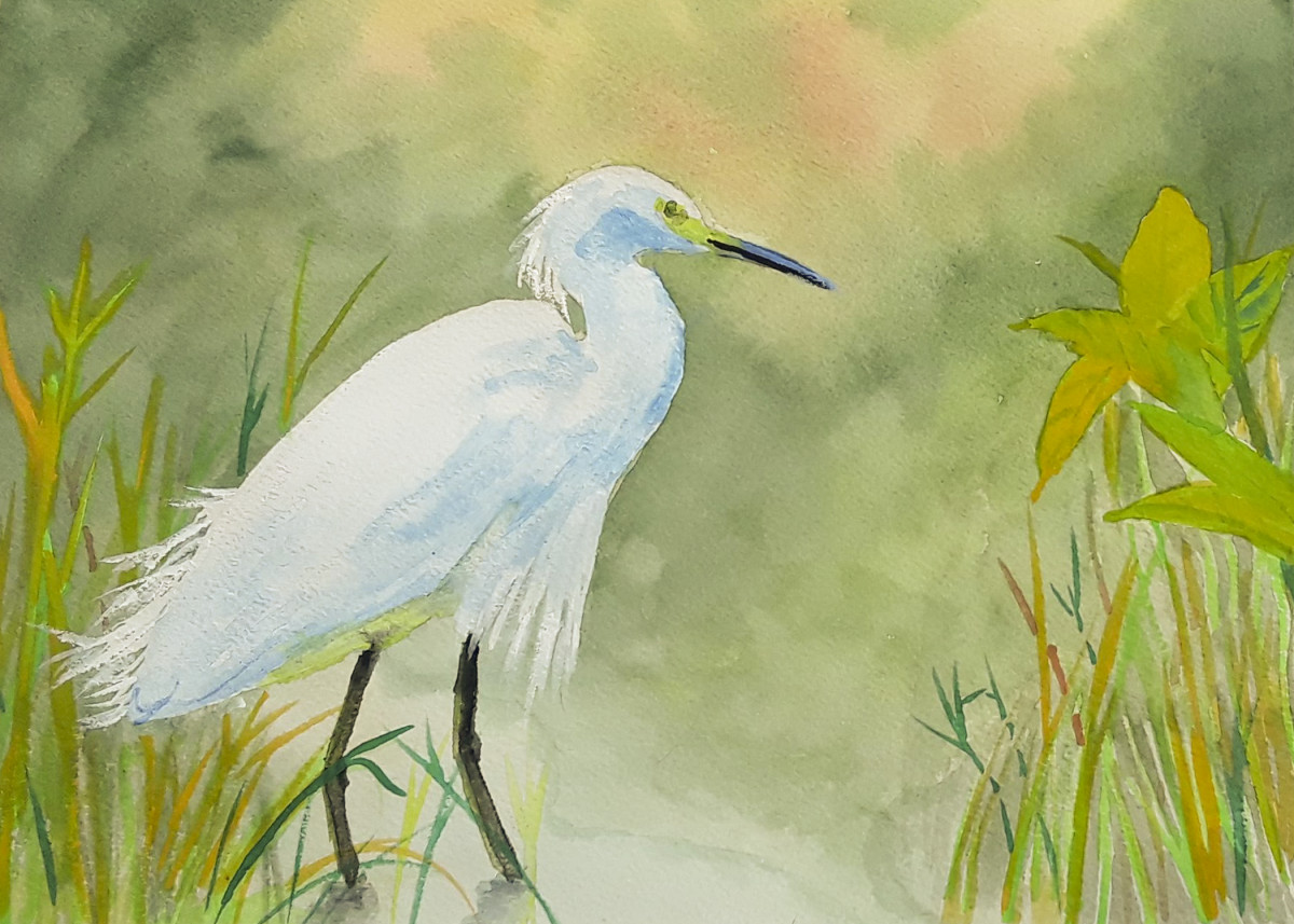 White Egret by Cheryl Dinsdale 