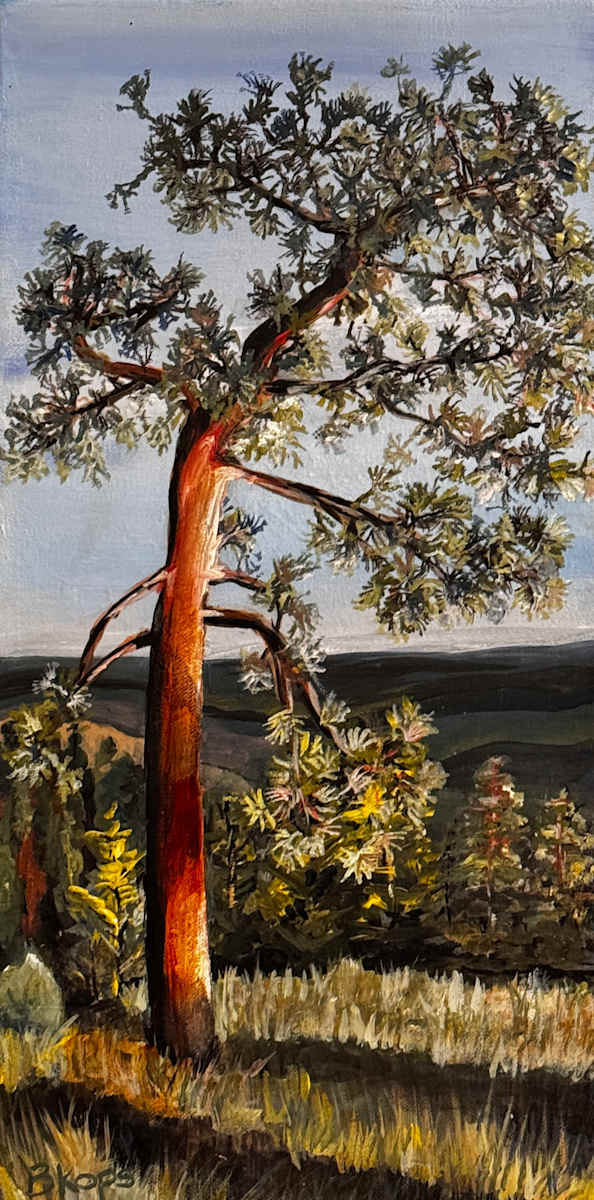 Mount Boucherie Ponderosa Tree by Barbara Kops, Image 1.