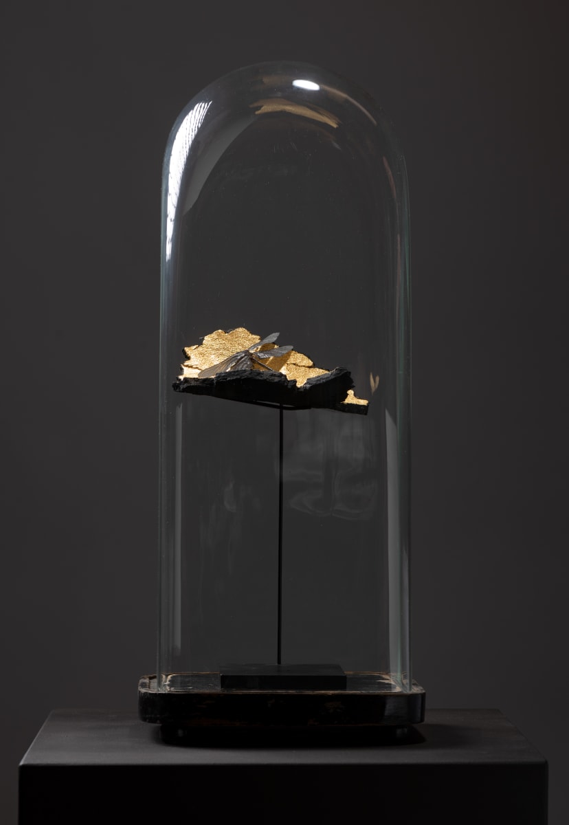 Messenger by Thomas Bucich 