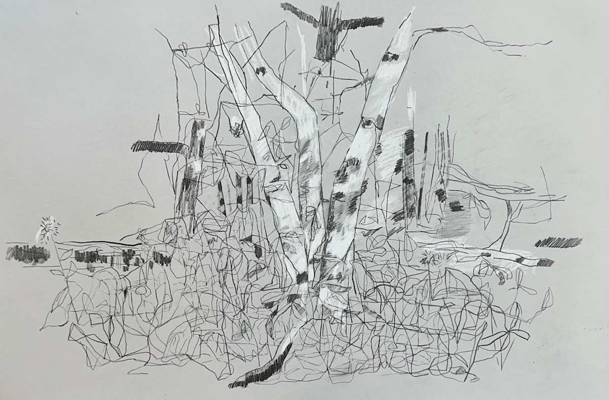 Birch Trees, Bear Head Lake by Brian Frink 