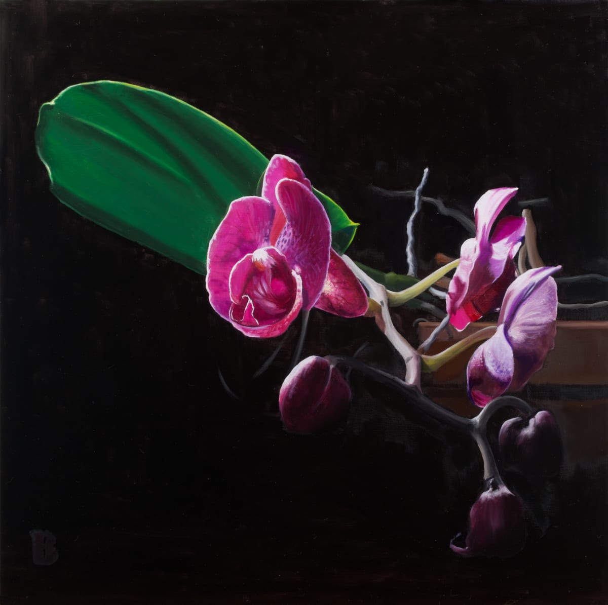 Orchid by Paul Beckingham 