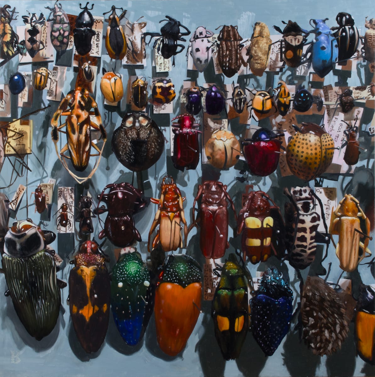 Coleoptera by Paul Beckingham 