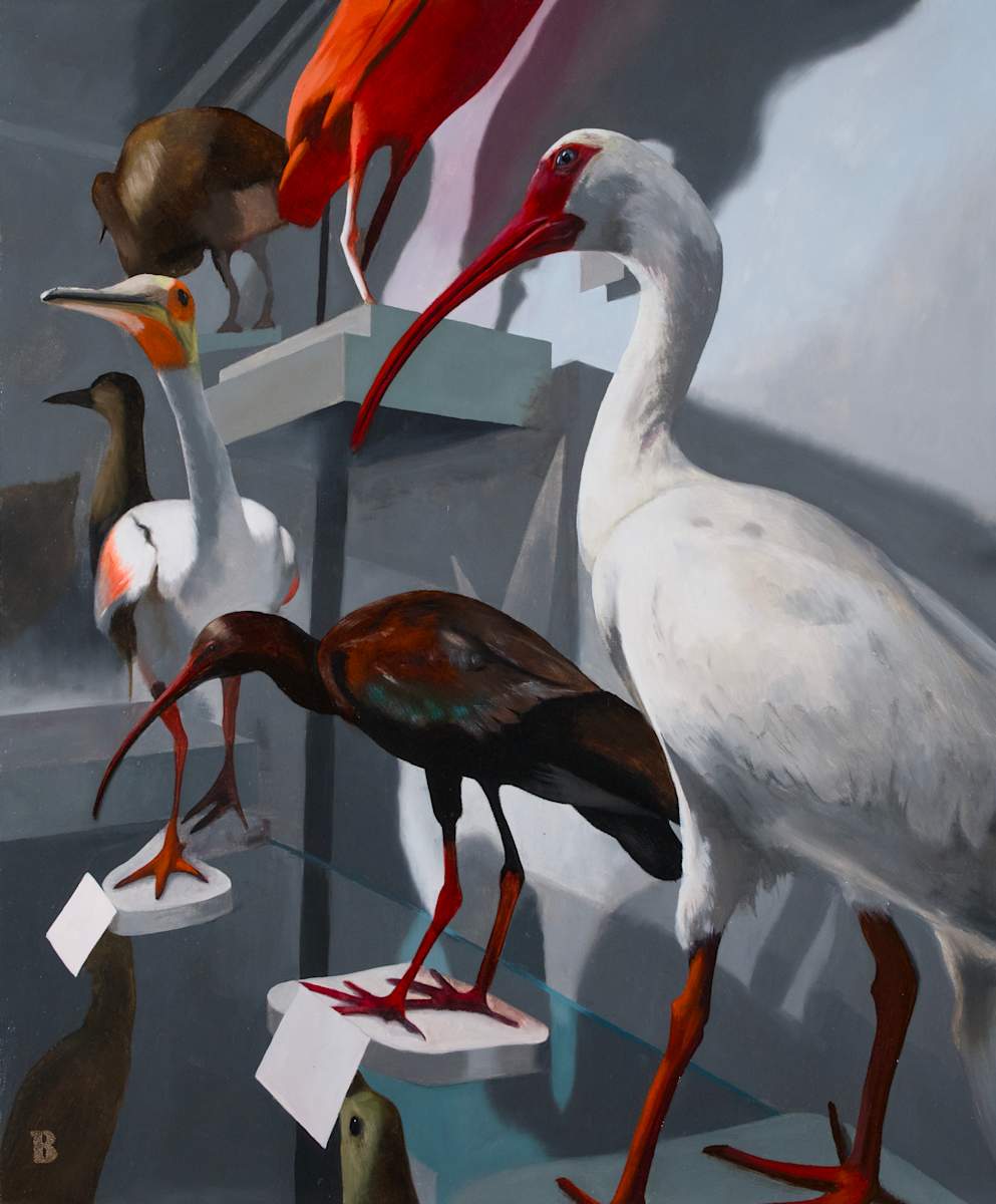 Ibises by Paul Beckingham 