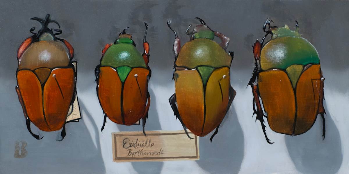 EUDICELLA euthalia by Paul Beckingham, Image 2.