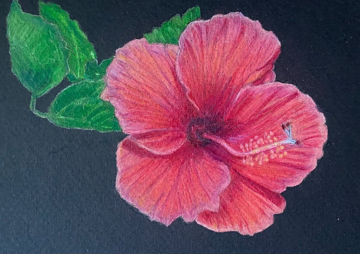 Hibiscus 