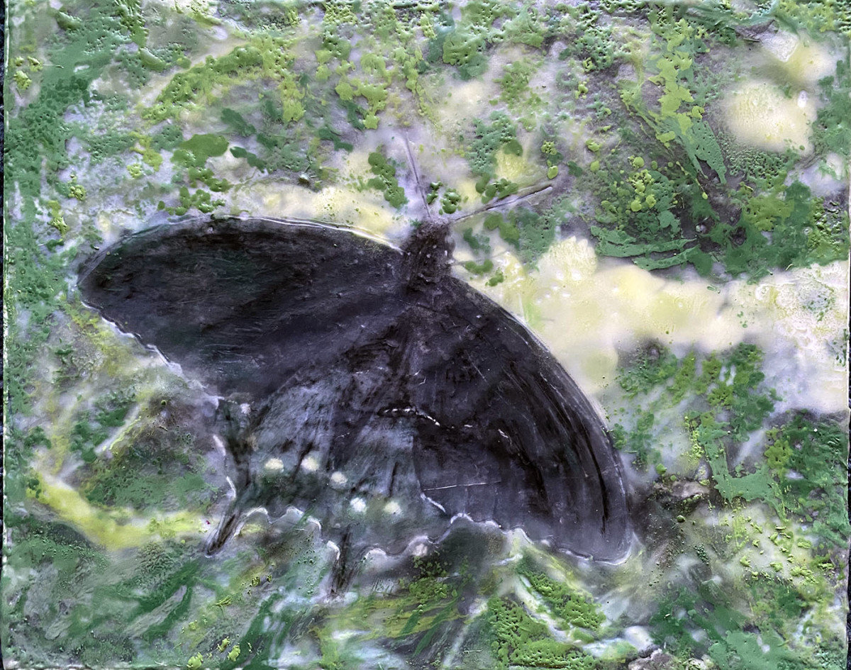 Black Swallowtail by Kathie Collinson 