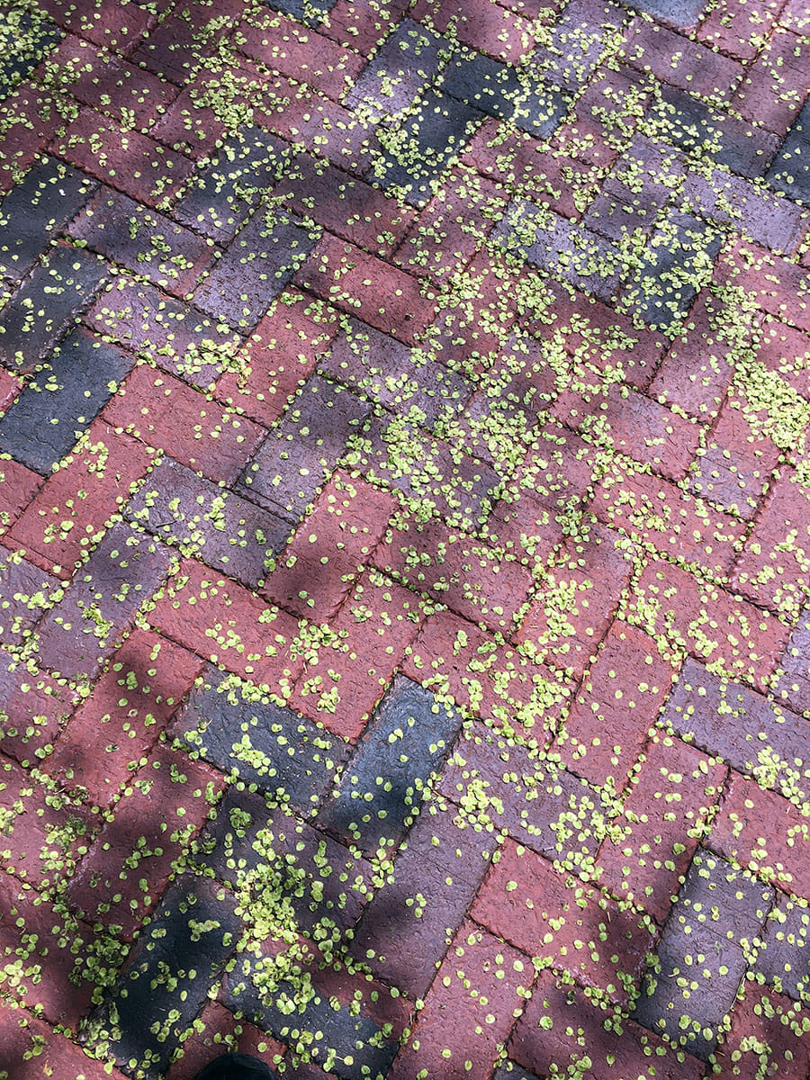 Nature's Abstract by Kathie Collinson, Image 1.