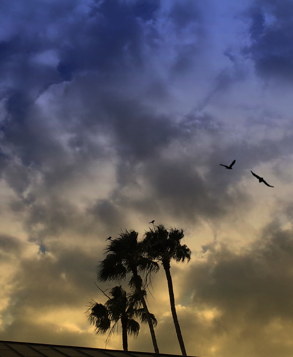 Birds & Palms by Kathie Collinson 