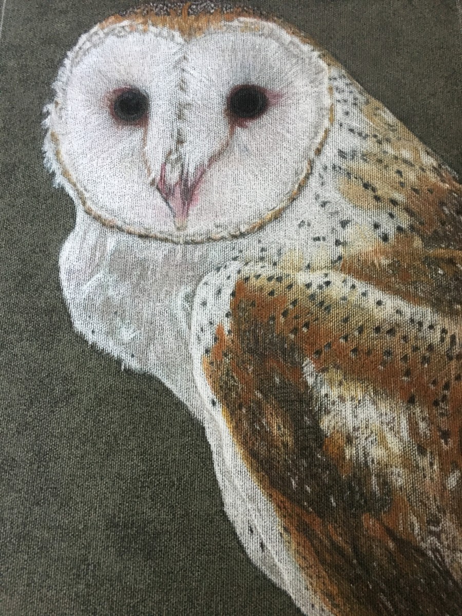 Barn Owl by Kathie Collinson 