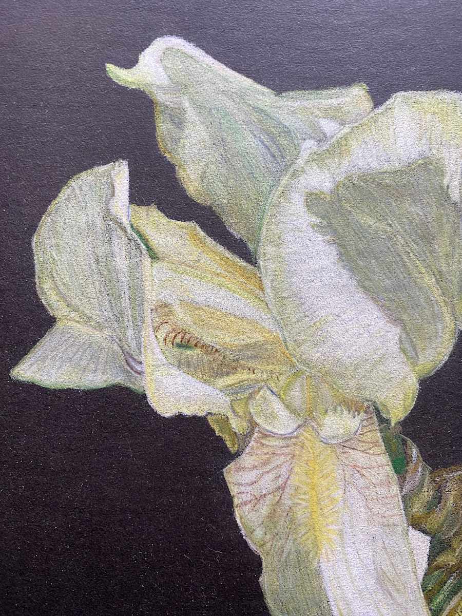 Beauty Found - Yellow Iris, Image 2.