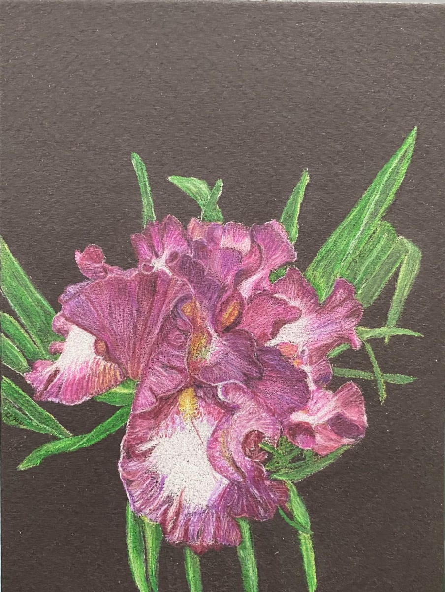 Beauty Found - Purple Iris by Kathie Collinson 