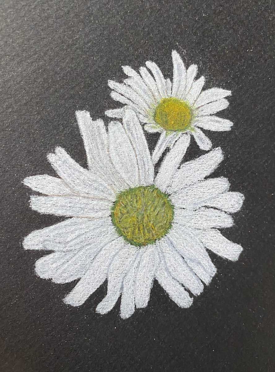 Beauty Found - Daisies by Kathie Collinson, Image 2.